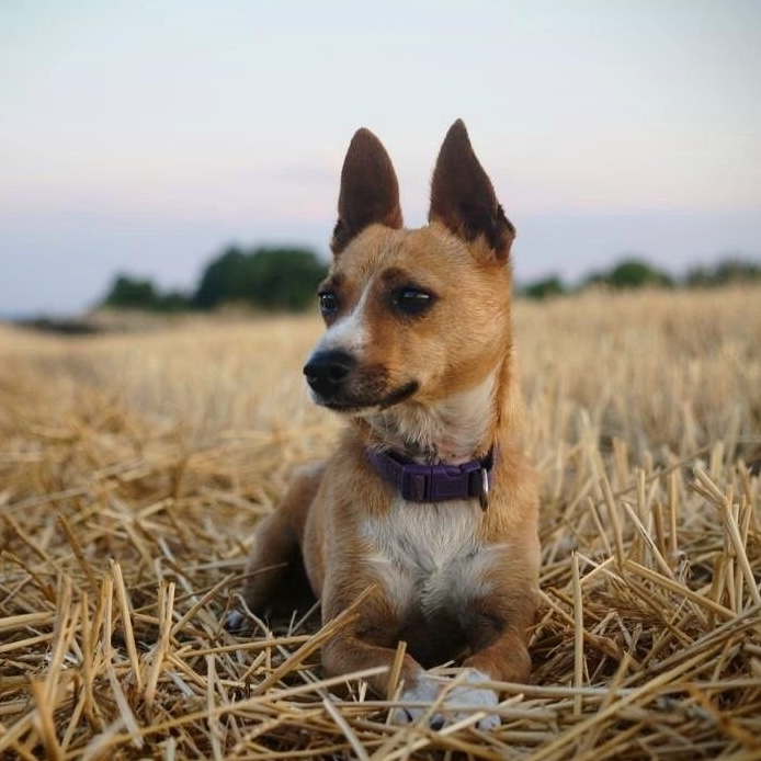 Benji